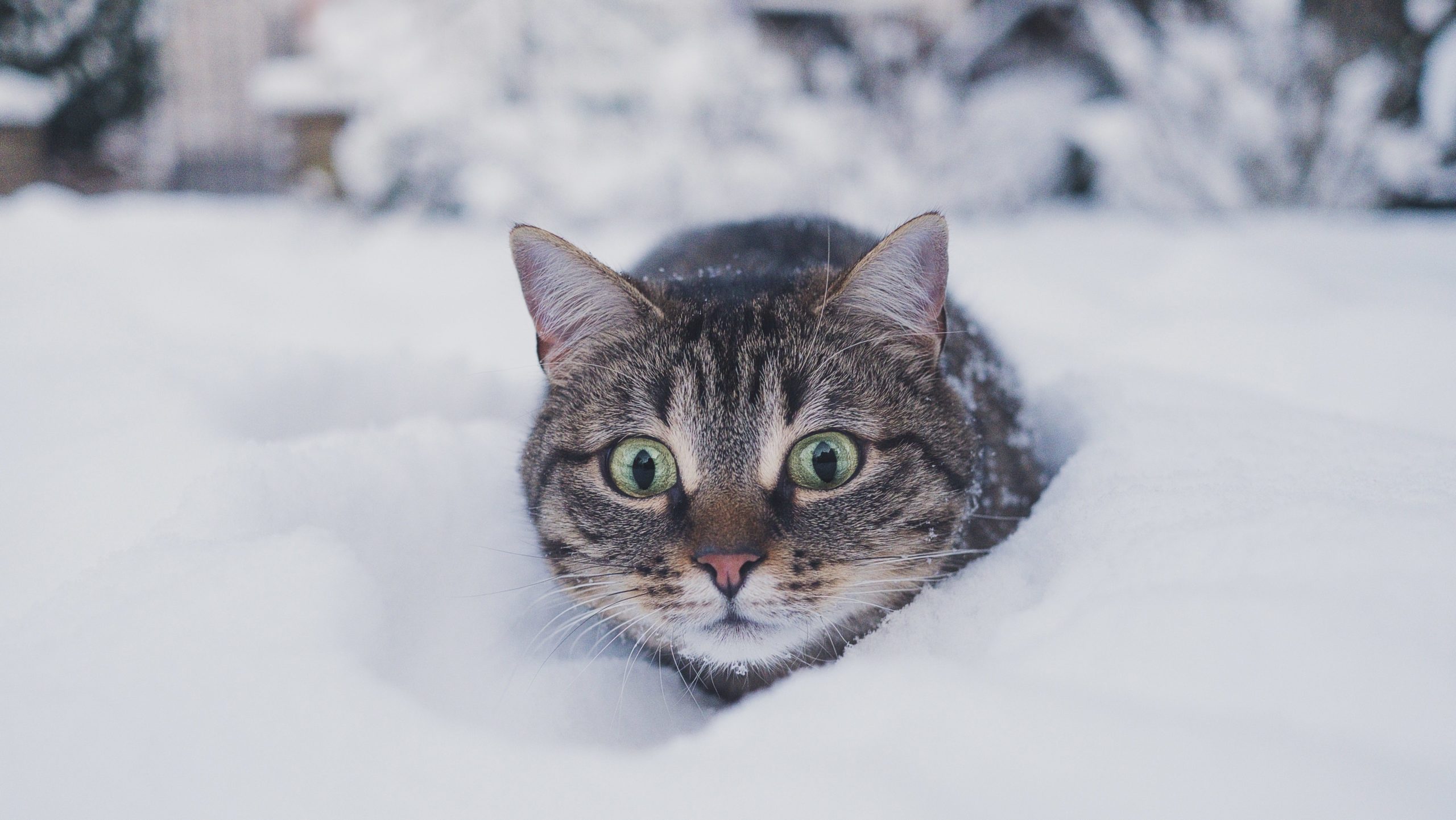 Cat laying on snow