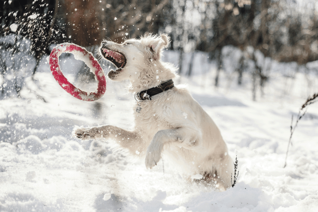 White dog playing with a frisbee in the snow