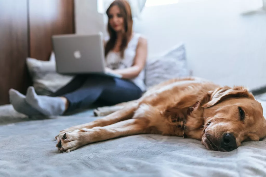 A dog sleeping on a bed next to its owner on a laptop